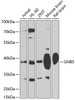 Western blot analysis of extracts of various cell lines, using GNB5 antibody (19-374) at 1:1000 dilution._Secondary antibody: HRP Goat Anti-Rabbit IgG (H+L) at 1:10000 dilution._Lysates/proteins: 25ug per lane._Blocking buffer: 3% nonfat dry milk in TBST._Detection: ECL Enhanced Kit._Exposure time: 60s.