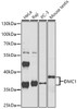 Western blot analysis of extracts of various cell lines, using DMC1 antibody (19-393) at 1:1000 dilution.<br/>Secondary antibody: HRP Goat Anti-Rabbit IgG (H+L) at 1:10000 dilution.<br/>Lysates/proteins: 25ug per lane.<br/>Blocking buffer: 3% nonfat dry milk in TBST.<br/>Detection: ECL Enhanced Kit.<br/>Exposure time: 30s.
