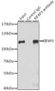 Immunoprecipitation analysis of 200ug extracts of HeLa cells, using 3 ug KIFAP3 antibody (19-403) . Western blot was performed from the immunoprecipitate using KIFAP3 antibody (19-403) at a dilition of 1:1000.