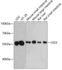 Western blot analysis of extracts of various cell lines, using CES3 antibody (19-412) at 1:3000 dilution.<br/>Secondary antibody: HRP Goat Anti-Rabbit IgG (H+L) at 1:10000 dilution.<br/>Lysates/proteins: 25ug per lane.<br/>Blocking buffer: 3% nonfat dry milk in TBST.<br/>Detection: ECL Enhanced Kit.<br/>Exposure time: 60s.
