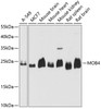 Western blot analysis of extracts of various cell lines, using MOB4 antibody (19-421) at 1:3000 dilution.<br/>Secondary antibody: HRP Goat Anti-Rabbit IgG (H+L) at 1:10000 dilution.<br/>Lysates/proteins: 25ug per lane.<br/>Blocking buffer: 3% nonfat dry milk in TBST.<br/>Detection: ECL Basic Kit.<br/>Exposure time: 5s.