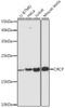Western blot analysis of extracts of various cell lines, using CRCP antibody (19-435) at 1:3000 dilution.<br/>Secondary antibody: HRP Goat Anti-Rabbit IgG (H+L) at 1:10000 dilution.<br/>Lysates/proteins: 25ug per lane.<br/>Blocking buffer: 3% nonfat dry milk in TBST.<br/>Detection: ECL Enhanced Kit.<br/>Exposure time: 90s.