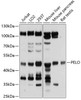 Western blot analysis of extracts of various cell lines, using PELO antibody (19-465) at 1:1000 dilution.<br/>Secondary antibody: HRP Goat Anti-Rabbit IgG (H+L) at 1:10000 dilution.<br/>Lysates/proteins: 25ug per lane.<br/>Blocking buffer: 3% nonfat dry milk in TBST.<br/>Detection: ECL Basic Kit.<br/>Exposure time: 5s.