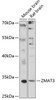 Western blot analysis of extracts of various cell lines, using ZMAT3 antibody (19-499) at 1:1000 dilution.<br/>Secondary antibody: HRP Goat Anti-Rabbit IgG (H+L) at 1:10000 dilution.<br/>Lysates/proteins: 25ug per lane.<br/>Blocking buffer: 3% nonfat dry milk in TBST.<br/>Detection: ECL Basic Kit.<br/>Exposure time: 30s.