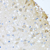 Immunohistochemistry of paraffin-embedded rat brain using COLEC11 antibody (19-507) at dilution of 1:100 (40x lens) .