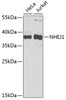 Western blot analysis of extracts of various cell lines, using NHEJ1 antibody (19-514) at 1:1000 dilution.<br/>Secondary antibody: HRP Goat Anti-Rabbit IgG (H+L) at 1:10000 dilution.<br/>Lysates/proteins: 25ug per lane.<br/>Blocking buffer: 3% nonfat dry milk in TBST.<br/>Detection: ECL Basic Kit.<br/>Exposure time: 5s.