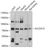 Western blot analysis of extracts of various cell lines, using SLC22A12 antibody (19-535) at 1:1000 dilution.<br/>Secondary antibody: HRP Goat Anti-Rabbit IgG (H+L) at 1:10000 dilution.<br/>Lysates/proteins: 25ug per lane.<br/>Blocking buffer: 3% nonfat dry milk in TBST.<br/>Detection: ECL Basic Kit.<br/>Exposure time: 30s.