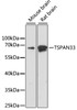 Western blot analysis of extracts of various cell lines, using TSPAN33 antibody (19-544) at 1:1000 dilution.<br/>Secondary antibody: HRP Goat Anti-Rabbit IgG (H+L) at 1:10000 dilution.<br/>Lysates/proteins: 25ug per lane.<br/>Blocking buffer: 3% nonfat dry milk in TBST.<br/>Detection: ECL Basic Kit.<br/>Exposure time: 90s.