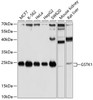 Western blot analysis of extracts of various cell lines, using GSTK1 antibody (19-545) at 1:1000 dilution.<br/>Secondary antibody: HRP Goat Anti-Rabbit IgG (H+L) at 1:10000 dilution.<br/>Lysates/proteins: 25ug per lane.<br/>Blocking buffer: 3% nonfat dry milk in TBST.<br/>Detection: ECL Basic Kit.<br/>Exposure time: 10s.