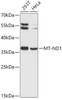 Western blot analysis of extracts of various cell lines, using MT-ND1 antibody (19-551) at 1:1000 dilution.<br/>Secondary antibody: HRP Goat Anti-Rabbit IgG (H+L) at 1:10000 dilution.<br/>Lysates/proteins: 25ug per lane.<br/>Blocking buffer: 3% nonfat dry milk in TBST.<br/>Detection: ECL Basic Kit.<br/>Exposure time: 5s.