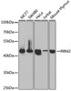 Western blot analysis of extracts of various cell lines, using RRM2 antibody (19-553) at 1:1000 dilution.<br/>Secondary antibody: HRP Goat Anti-Rabbit IgG (H+L) at 1:10000 dilution.<br/>Lysates/proteins: 25ug per lane.<br/>Blocking buffer: 3% nonfat dry milk in TBST.