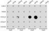 Dot-blot analysis of all sorts of methylation peptides using DiMethyl-Histone H3-K14 antibody (19-559) at 1:1000 dilution.