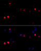 Immunofluorescence analysis of 293T cells using CCNG1 antibody (19-565) at dilution of 1:100 (40x lens) . Blue: DAPI for nuclear staining.