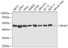 Western blot analysis of extracts of various cell lines, using EIF4A1 antibody (19-567) at 1:1000 dilution.<br/>Secondary antibody: HRP Goat Anti-Rabbit IgG (H+L) at 1:10000 dilution.<br/>Lysates/proteins: 25ug per lane.<br/>Blocking buffer: 3% nonfat dry milk in TBST.<br/>Detection: ECL Basic Kit.<br/>Exposure time: 30s.