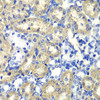 Immunohistochemistry of paraffin-embedded rat kidney using ABAT antibody (19-570) at dilution of 1:100 (40x lens) .