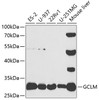 Western blot analysis of extracts of various cell lines, using GCLM antibody (19-581) at 1:1000 dilution.<br/>Secondary antibody: HRP Goat Anti-Rabbit IgG (H+L) at 1:10000 dilution.<br/>Lysates/proteins: 25ug per lane.<br/>Blocking buffer: 3% nonfat dry milk in TBST.