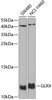 Western blot analysis of extracts of various cell lines, using GLRX antibody (19-582) at 1:1000 dilution.<br/>Secondary antibody: HRP Goat Anti-Rabbit IgG (H+L) at 1:10000 dilution.<br/>Lysates/proteins: 25ug per lane.<br/>Blocking buffer: 3% nonfat dry milk in TBST.