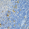 Immunohistochemistry of paraffin-embedded rat spleen using GLRX Antibody (19-582) at dilution of 1:200 (40x lens) .