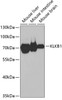 Western blot analysis of extracts of various cell lines, using KLKB1 antibody (19-584) at 1:1000 dilution.<br/>Secondary antibody: HRP Goat Anti-Rabbit IgG (H+L) at 1:10000 dilution.<br/>Lysates/proteins: 25ug per lane.<br/>Blocking buffer: 3% nonfat dry milk in TBST.<br/>Detection: ECL Basic Kit.<br/>Exposure time: 30s.
