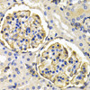 Immunohistochemistry of paraffin-embedded rat kidney using KLKB1 antibody (19-584) at dilution of 1:200 (40x lens) .