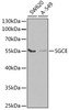 Western blot analysis of extracts of various cell lines, using SGCE antibody (19-593) at 1:1000 dilution.<br/>Secondary antibody: HRP Goat Anti-Rabbit IgG (H+L) at 1:10000 dilution.<br/>Lysates/proteins: 25ug per lane.<br/>Blocking buffer: 3% nonfat dry milk in TBST.<br/>Detection: ECL Basic Kit.<br/>Exposure time: 90s.