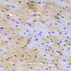 Immunohistochemistry of paraffin-embedded mouse heart using SGCE antibody (19-593) at dilution of 1:200 (40x lens) .