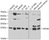 Western blot analysis of extracts of various cell lines, using APOM antibody (19-598) at 1:1000 dilution.<br/>Secondary antibody: HRP Goat Anti-Rabbit IgG (H+L) at 1:10000 dilution.<br/>Lysates/proteins: 25ug per lane.<br/>Blocking buffer: 3% nonfat dry milk in TBST.<br/>Detection: ECL Basic Kit.<br/>Exposure time: 90s.