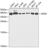 Western blot analysis of extracts of various cell lines, using HDGF antibody (19-606) at 1:1000 dilution.<br/>Secondary antibody: HRP Goat Anti-Rabbit IgG (H+L) at 1:10000 dilution.<br/>Lysates/proteins: 25ug per lane.<br/>Blocking buffer: 3% nonfat dry milk in TBST.<br/>Detection: ECL Basic Kit.<br/>Exposure time: 90s.