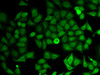 Immunofluorescence analysis of HeLa cells using IMPDH2 antibody (19-607) .
