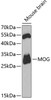 Western blot analysis of extracts of mouse brain, using MOG antibody (19-608) at 1:1000 dilution.<br/>Secondary antibody: HRP Goat Anti-Rabbit IgG (H+L) at 1:10000 dilution.<br/>Lysates/proteins: 25ug per lane.<br/>Blocking buffer: 3% nonfat dry milk in TBST.<br/>Detection: ECL Basic Kit.<br/>Exposure time: 90s.