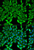 Immunofluorescence analysis of HeLa cells using MOG antibody (19-608) . Blue: DAPI for nuclear staining.