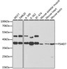 Western blot analysis of extracts of various cell lines, using PSMD7 antibody (19-610) at 1:1000 dilution.<br/>Secondary antibody: HRP Goat Anti-Rabbit IgG (H+L) at 1:10000 dilution.<br/>Lysates/proteins: 25ug per lane.<br/>Blocking buffer: 3% nonfat dry milk in TBST.<br/>Detection: ECL Basic Kit.<br/>Exposure time: 60s.