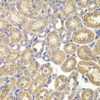 Immunohistochemistry of paraffin-embedded rat kidney using PSMD9 antibody (19-611) at dilution of 1:200 (40x lens) .
