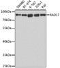 Western blot analysis of extracts of various cell lines, using RAD17 antibody (19-613) at 1:1000 dilution.<br/>Secondary antibody: HRP Goat Anti-Rabbit IgG (H+L) at 1:10000 dilution.<br/>Lysates/proteins: 25ug per lane.<br/>Blocking buffer: 3% nonfat dry milk in TBST.<br/>Detection: ECL Basic Kit.<br/>Exposure time: 3s.