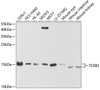 Western blot analysis of extracts of various cell lines, using TCEB2 antibody (19-616) at 1:1000 dilution.<br/>Secondary antibody: HRP Goat Anti-Rabbit IgG (H+L) at 1:10000 dilution.<br/>Lysates/proteins: 25ug per lane.<br/>Blocking buffer: 3% nonfat dry milk in TBST.<br/>Detection: ECL Basic Kit.<br/>Exposure time: 90s.