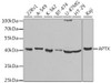 Western blot analysis of extracts of various cell lines, using APTX antibody (19-618) at 1:1000 dilution.<br/>Secondary antibody: HRP Goat Anti-Rabbit IgG (H+L) at 1:10000 dilution.<br/>Lysates/proteins: 25ug per lane.<br/>Blocking buffer: 3% nonfat dry milk in TBST.
