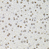 Immunohistochemistry of paraffin-embedded mouse liver using FOSL1 antibody (19-622) at dilution of 1:100 (40x lens) .