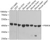 Western blot analysis of extracts of various cell lines, using PSMC6 antibody (19-626) at 1:1000 dilution.<br/>Secondary antibody: HRP Goat Anti-Rabbit IgG (H+L) at 1:10000 dilution.<br/>Lysates/proteins: 25ug per lane.<br/>Blocking buffer: 3% nonfat dry milk in TBST.<br/>Detection: ECL Basic Kit.<br/>Exposure time: 90s.