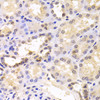 Immunohistochemistry of paraffin-embedded human kidney using PSMC6 antibody (19-626) at dilution of 1:100 (40x lens) .