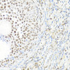 Immunohistochemistry of paraffin-embedded rat ovary using BACH1 antibody (19-636) at dilution of 1:100 (40x lens) .