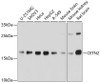 Western blot analysis of extracts of various cell lines, using CETN2 Antibody (19-637) at 1:1000 dilution.<br/>Secondary antibody: HRP Goat Anti-Rabbit IgG (H+L) at 1:10000 dilution.<br/>Lysates/proteins: 25ug per lane.<br/>Blocking buffer: 3% nonfat dry milk in TBST.<br/>Detection: ECL Basic Kit.<br/>Exposure time: 5s.