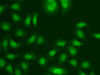 Immunofluorescence analysis of A549 cells using CETN2 antibody (19-637) .
