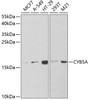 Western blot analysis of extracts of various cell lines, using CYB5A antibody (19-641) at 1:1000 dilution.<br/>Secondary antibody: HRP Goat Anti-Rabbit IgG (H+L) at 1:10000 dilution.<br/>Lysates/proteins: 25ug per lane.<br/>Blocking buffer: 3% nonfat dry milk in TBST.<br/>Detection: ECL Basic Kit.<br/>Exposure time: 120s.