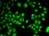 Immunofluorescence analysis of A-549 cells using WNT7A antibody (19-654) .