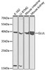 Western blot analysis of extracts of various cell lines, using GLUL antibody (19-660) at 1:1000 dilution.<br/>Secondary antibody: HRP Goat Anti-Rabbit IgG (H+L) at 1:10000 dilution.<br/>Lysates/proteins: 25ug per lane.<br/>Blocking buffer: 3% nonfat dry milk in TBST.<br/>Detection: ECL Basic Kit.<br/>Exposure time: 90s.