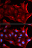 Immunofluorescence analysis of U2OS cells using NQO2 antibody (19-663) . Blue: DAPI for nuclear staining.