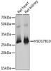 Western blot analysis of extracts of various cell lines, using HSD17B10 antibody (19-669) at 1:1000 dilution.<br/>Secondary antibody: HRP Goat Anti-Rabbit IgG (H+L) at 1:10000 dilution.<br/>Lysates/proteins: 25ug per lane.<br/>Blocking buffer: 3% nonfat dry milk in TBST.<br/>Detection: ECL Basic Kit.<br/>Exposure time: 1s.