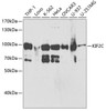 Western blot analysis of extracts of various cell lines, using KIF2C antibody (19-670) at 1:1000 dilution.<br/>Secondary antibody: HRP Goat Anti-Rabbit IgG (H+L) at 1:10000 dilution.<br/>Lysates/proteins: 25ug per lane.<br/>Blocking buffer: 3% nonfat dry milk in TBST.