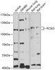 Western blot analysis of extracts of various cell lines, using PCSK5 antibody (19-671) at 1:1000 dilution._Secondary antibody: HRP Goat Anti-Rabbit IgG (H+L) at 1:10000 dilution._Lysates/proteins: 25ug per lane._Blocking buffer: 3% nonfat dry milk in TBST._Detection: ECL Enhanced Kit._Exposure time: 90s.