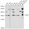 Western blot analysis of extracts of various cell lines, using CDC34 antibody (19-676) at 1:1000 dilution.<br/>Secondary antibody: HRP Goat Anti-Rabbit IgG (H+L) at 1:10000 dilution.<br/>Lysates/proteins: 25ug per lane.<br/>Blocking buffer: 3% nonfat dry milk in TBST.<br/>Detection: ECL Basic Kit.<br/>Exposure time: 60s.